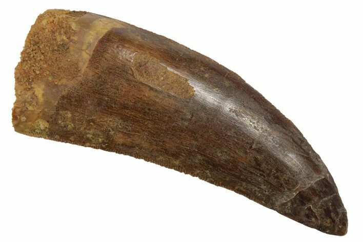 Serrated, Carcharodontosaurus Tooth - Real Dinosaur Tooth #181066